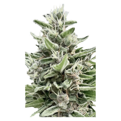 Clone Collector Seed Bank - Apple Truffle Breath - Feminized 4 Pack Seeds