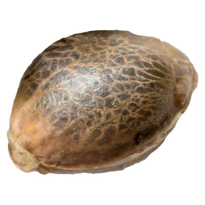 34 Street Seed Co. - OG Kush 5 Pack Seeds