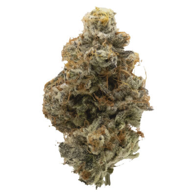 Northern Canna | Atomic Marker | 7g | Craft Flower