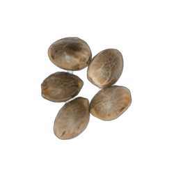 Seeds